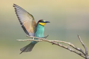 Full Length Bird Photography Drucke: Bee-eater (Merops apiaster)