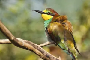 Deserted Landscape Scenes Drucke: Bee-eater (Merops apiaster)