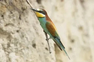 Breeding Season Drucke: Bee-eater (Merops apiaster)