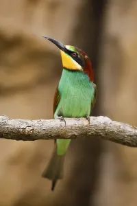Open Air Wildlife Images Drucke: Bee-eater (Merops apiaster)