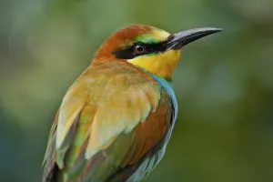 Gerahmter Druck : Bienenfresser (Merops apiaster) Gerahmter Druck : Bienenfresser (Merops apiaster)