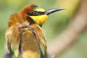 Bee-eater (Merops apiaster)