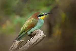 European Bee Eaters Drucke: Bee-eater (Merops apiaster)