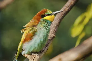 Bee-eater (Merops apiaster)