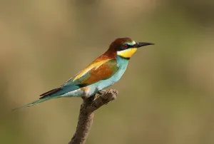 Wild Animal Portraits Gallery Drucke: Bee-eater (Merops apiaster)