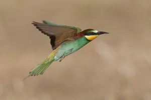 Daytime Nature Scenes Drucke: Bee-eater (Merops apiaster)
