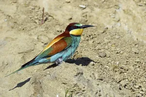 Merops Apiaster Species Drucke: Bee-eater, Merops apiaster