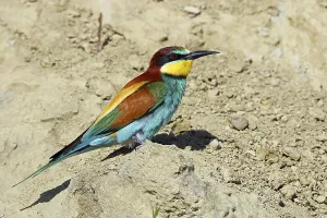 Fauna In Nature Drucke: Bee-eater, Merops apiaster