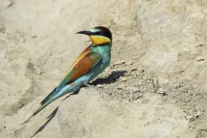 Schwalbenkäuzchen, Merops apiaster