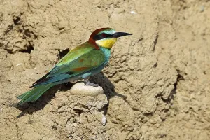 Gerahmter Druck : Schwalbenstar, Merops apiaster Gerahmter Druck : Schwalbenstar, Merops apiaster