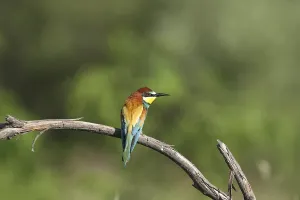 Merops Apiaster Images Drucke: Bee-eater (Merops apiaster)