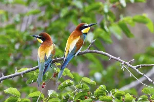 Attentive Bird Species Drucke: Bee-eater (Merops apiaster)