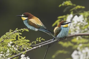 Merops Apiaster Species Drucke: Bee-eater (Merops apiaster)