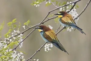 Merops Apiaster Images Drucke: Bee-eater (Merops apiaster)