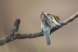 European Bee Eaters Nesting Site Drucke: Bee-eater (Merops apiaster)
