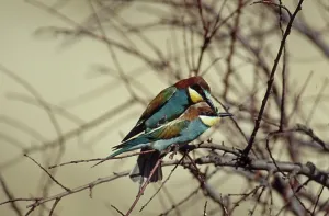 Merops Apiaster Species Drucke: Bee-eater (Merops apiaster)