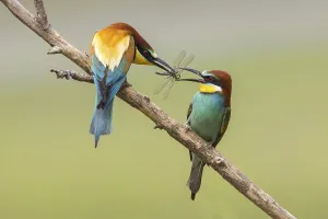 Bee-eater (Merops apiaster)