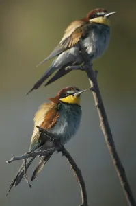 Colorful Birds Drucke: Bee-eater (merops apiaster)