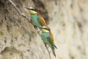 Breeding Season Drucke: Bee-eater (Merops apiaster)
