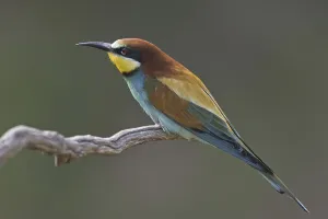 Merops Apiaster Species Drucke: Bee-eater (Merops apiaster)