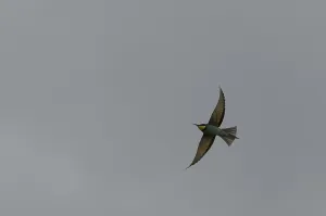 Merops Apiaster Species Drucke: Bee-eater (Merops apiaster)