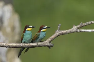 Wild Animals In Natural Habitats Drucke: Bee-eater (Merops apiaster)