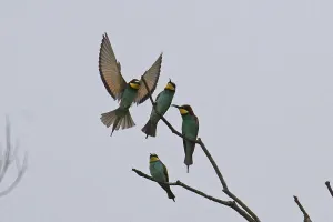 Merops Apiaster Images Drucke: Bee-eater (Merops apiaster)
