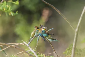 Colorful Birds In Nature Drucke: Bee-eater (Merops apiaster)