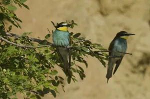 Animal Fauna Europe Drucke: Bee-eater (Merops apiaster)