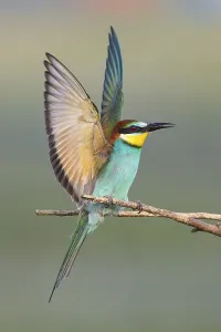 Deserted Rocky Cliffs Drucke: Bee-eater (Merops apiaster)