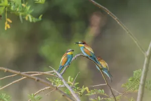 Merops Apiaster Images Drucke: Bee-eater (Merops apiaster)