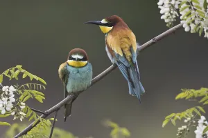 Merops Apiaster Habitat Drucke: Bee-eater (Merops apiaster)