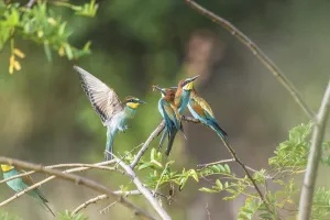 Colorful Birds Drucke: Bee-eater (Merops apiaster)