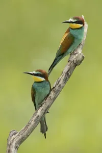 Merops Apiaster Images Drucke: Bee-eater (Merops apiaster)