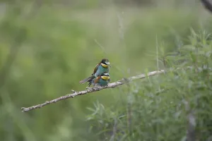 Merops Apiaster Habitat Drucke: Bee-eater (Merops apiaster)