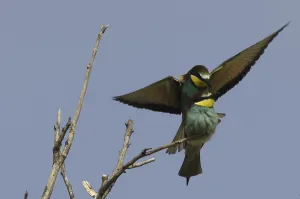 European Bee Eater Pair Drucke: Bee-eater (Merops apiaster)