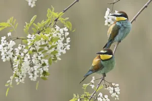 Merops Apiaster Images Drucke: Bee-eater (Merops apiaster)