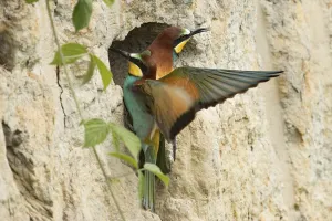 Merops Apiaster Species Drucke: Bee-eater (Merops apiaster)