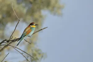 Merops Apiaster Species Drucke: Bee-eater (Merops apiaster)