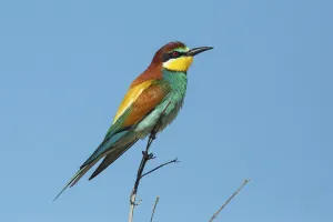 Blue Skies Nature Drucke: Bee-eater (Merops apiaster)