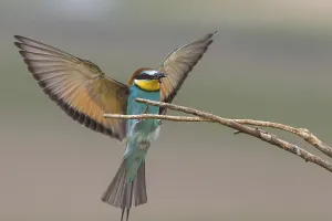 Merops Apiaster Images Drucke: Bee-eater (Merops apiaster)