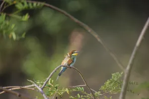 Merops Apiaster Species Drucke: Bee-eater (Merops apiaster)