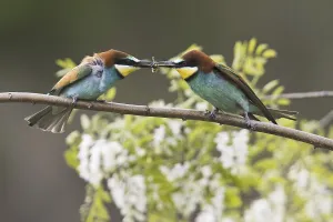 Migrant Birds Drucke: Bee-eater (Merops apiaster)