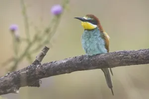 Merops Apiaster Species Drucke: Bee-eater (Merops apiaster)