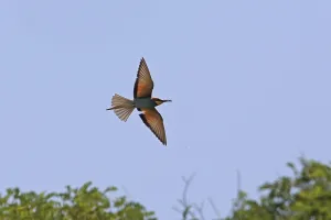 Birds In The Air Drucke: Bee-eater (Merops apiaster)