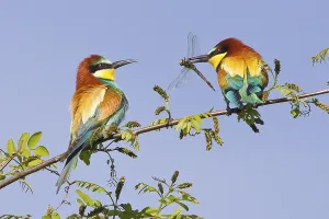 Rock Cliff Landscape Photography Drucke: Bee-eater (Merops apiaster)