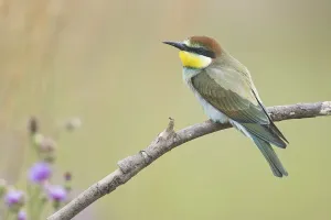Bird Species Photos Drucke: Bee-eater (Merops apiaster)