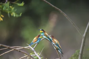 Colorful Birds Drucke: Bee-eater (Merops apiaster)