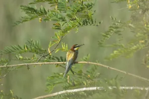 Colorful Birds Drucke: Bee-eater (Merops apiaster)