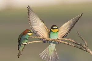 European Bee Eaters Habitat Drucke: Bee-eater (Merops apiaster)